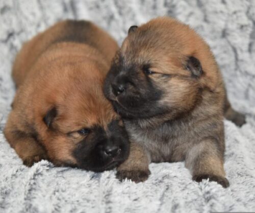 ペットの健康管理