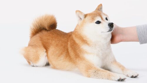 3..ペット教育と情報提供