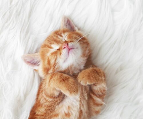 お迎え後の安心