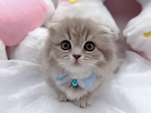 シュガーフォールド