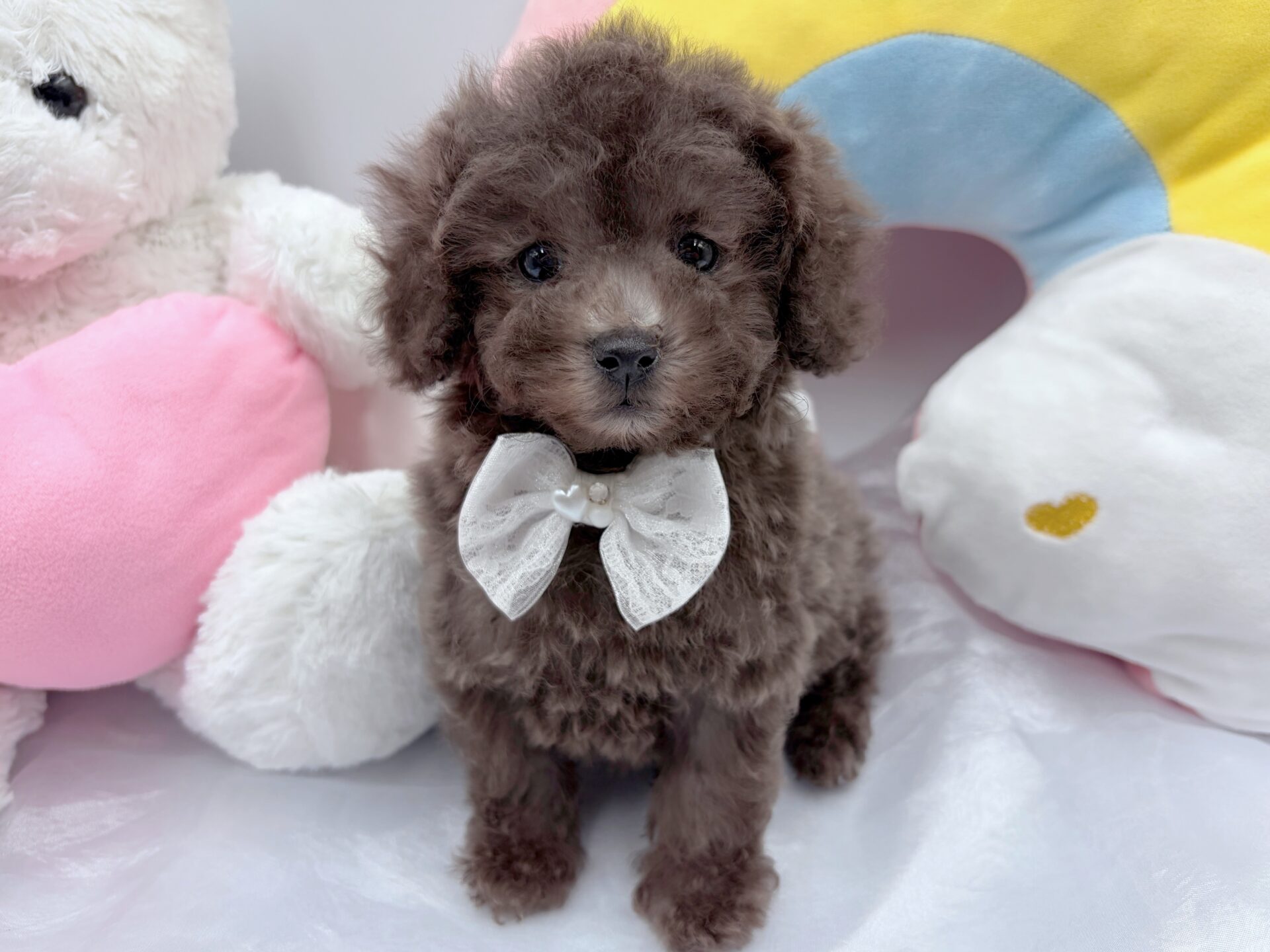 タイニープードル