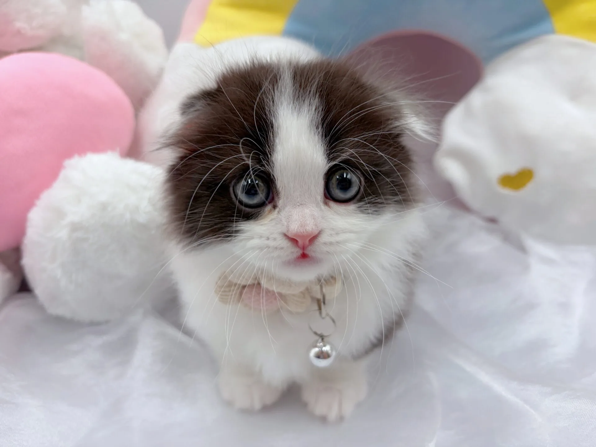 シュガーフォールド