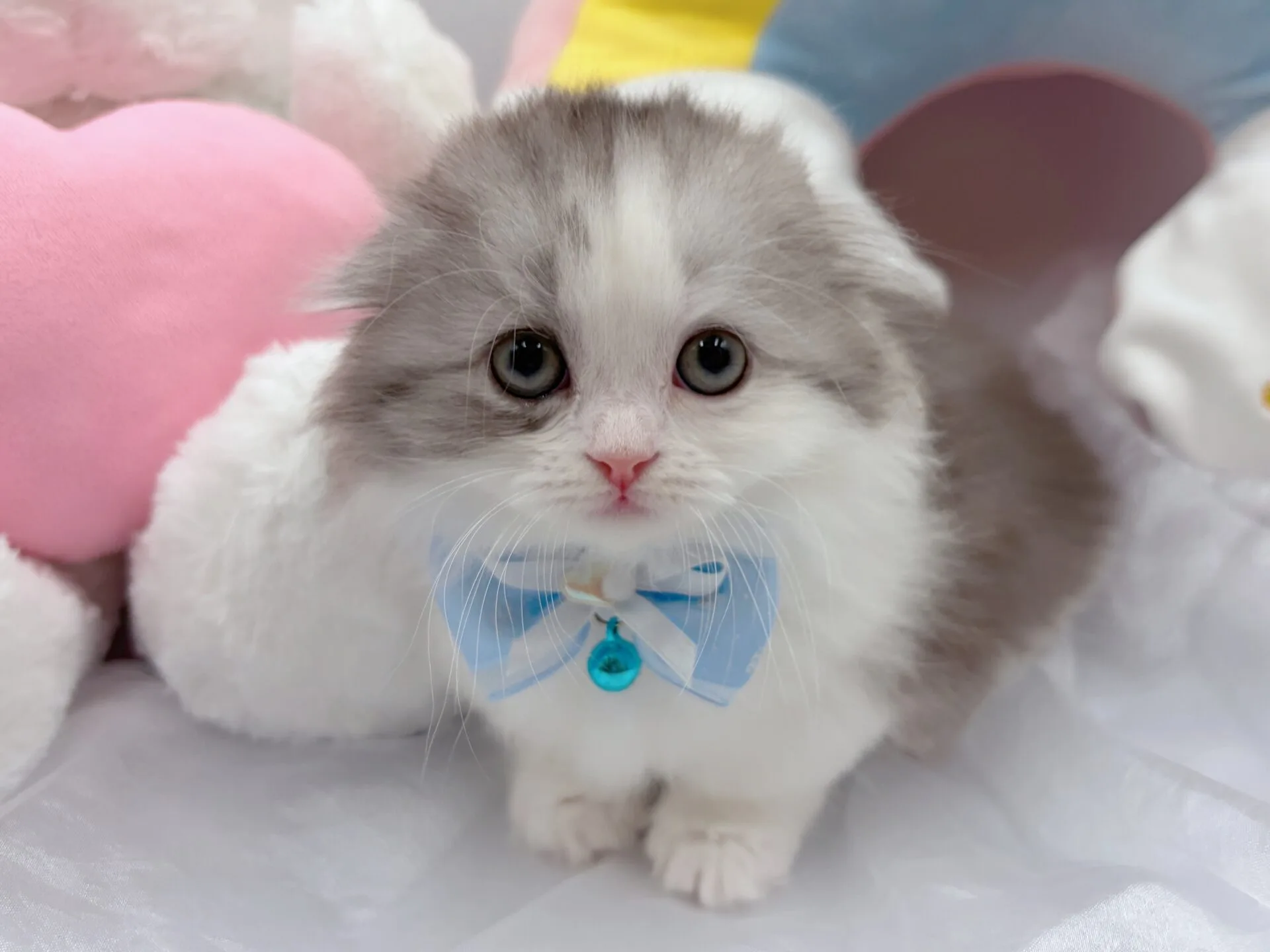 シュガーフォールド