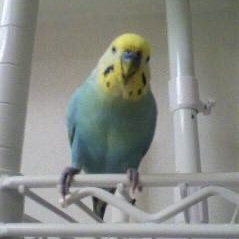 清水　俊枝　Toshie Shimizu