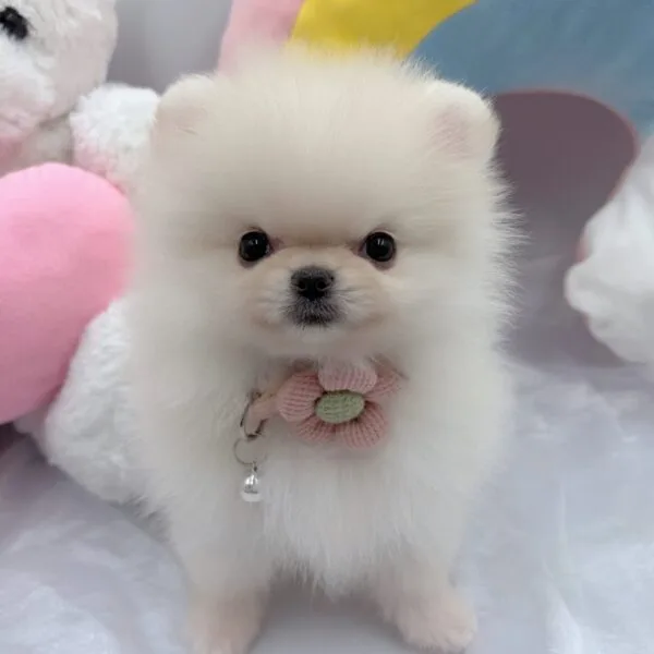 ポメラニアン