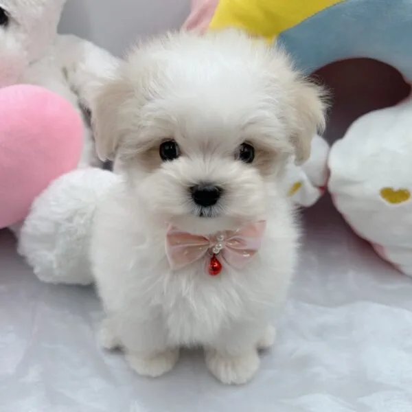 マルプー