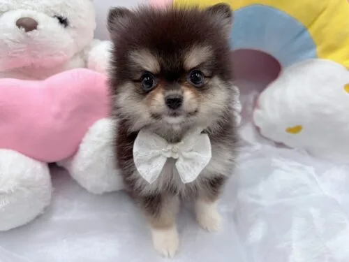 チワポメ