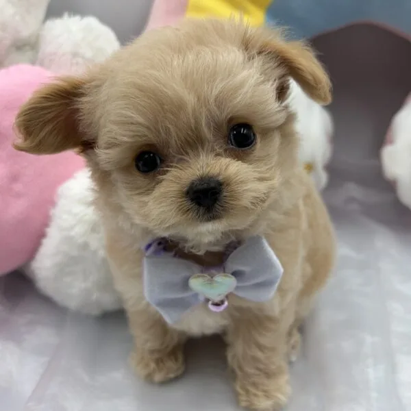 チワプー